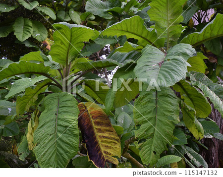 Green Leaves Texture, Unusual Floral Background Green Leaves Texture, Unusual Floral Background 115147132