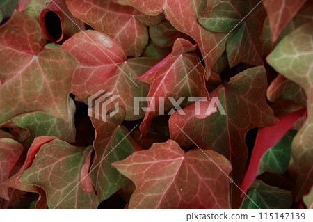 Colorful red Leaves Texture, Unusual Floral Background Colorful red Leaves Texture, Unusual Floral Background 115147139