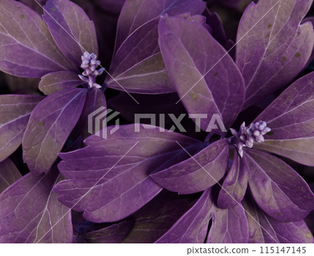 Purple Leaves Texture, Unusual Floral Background 115147145