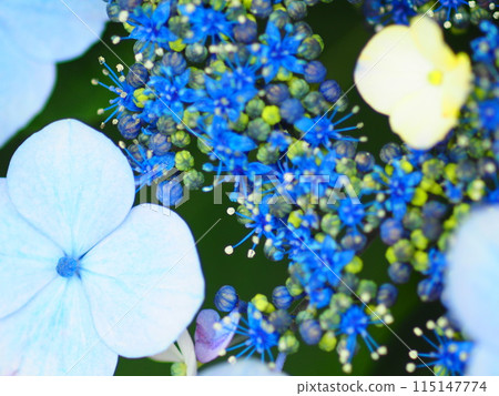 藍色繡球花 115147774