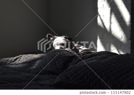 A Dog On The Bed In The Morning A Dog On The Bed In The Morning 115147802