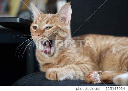 Yawning brown tabby cat Yawning brown tabby cat 115147934