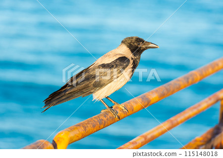 Crow sits on rail 115148018