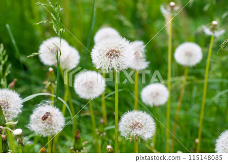 White dandelion flowers White dandelion flowers 115148085