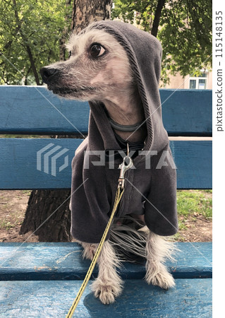 Chinese Crested dog on a walk, cute small happy puppy portrait Chinese Crested dog on a walk, cute small happy puppy portrait 115148135