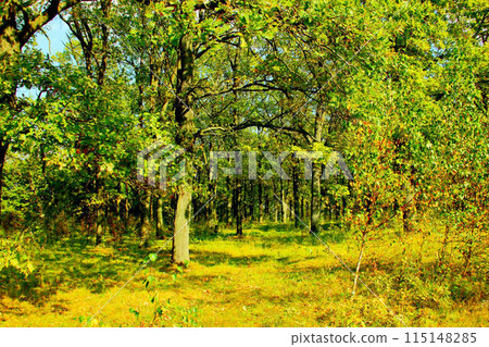 A green oak forest. Autumn natural landscape A green oak forest. Autumn natural landscape 115148285