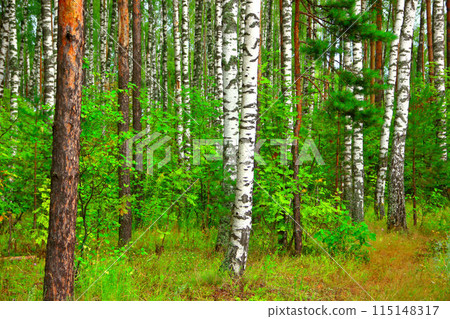 A green mixed forest on a sunny day. A green mixed forest on a sunny day. 115148317