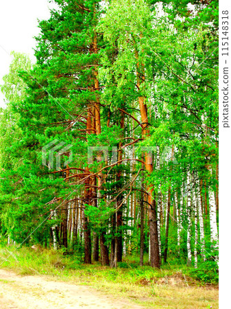A green mixed forest on a sunny day. A green mixed forest on a sunny day. 115148318