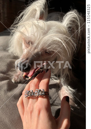 Chihuahua dog and woman s hand with ring on it Chihuahua dog and woman s hand with ring on it 115148325