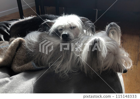 Cute dog is lying on the bed and looking at the camera Cute dog is lying on the bed and looking at the camera 115148333