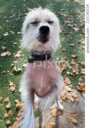 Chinese Crested dog on a walk, cute small happy puppy portrait 115148334