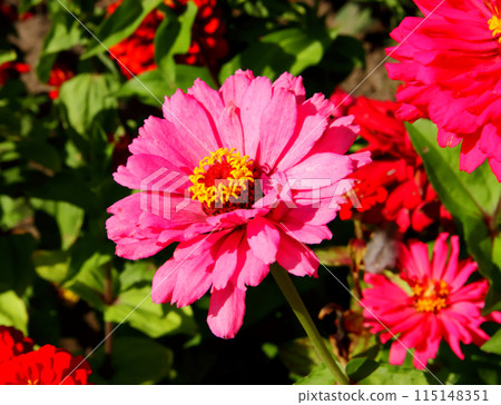 Zinnia flower and green leaves. Zinnia flower and green leaves. 115148351