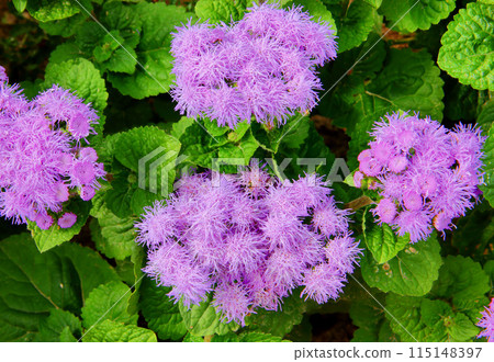 Ageratum flower and green leaves. Ageratum flower and green leaves. 115148397