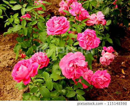 Rose flower and green leaves. Rose flower and green leaves. 115148398