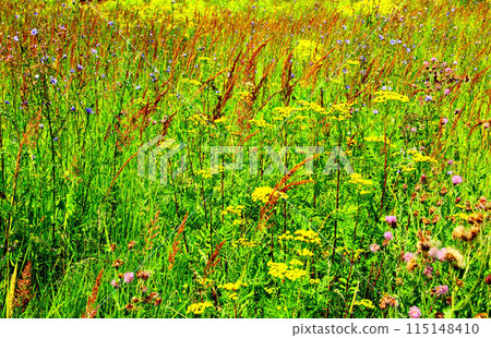 Wild flowers in the field. 115148410
