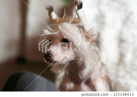 Young Chinese Crested dog with bandaged ears, cute small happy puppy portrait Young Chinese Crested dog with bandaged ears, cute small happy puppy portrait 115148413
