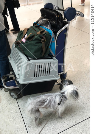 Chinese crested dog in an Aeroport, traveling with a pet, pet friendly concept, hairless dog, exotic dog without hair Chinese crested dog in an Aeroport, traveling with a pet, pet friendly concept, hairless dog, exotic dog without hair 115148414