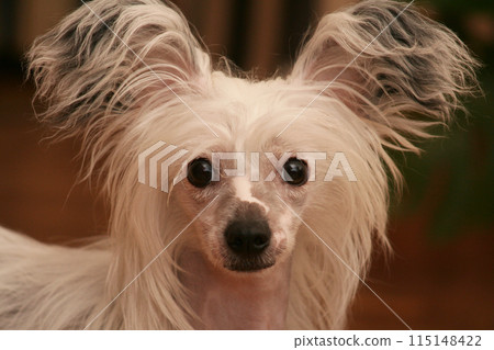 Small happy dog, Chinese Crested dog portrait Small happy dog, Chinese Crested dog portrait 115148422