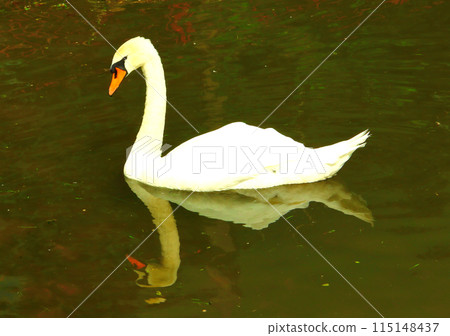 Two floating swans in the lake. Two floating swans in the lake. 115148437