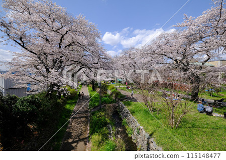 Spring scenery of Negawa Greenway in Tachikawa, Tokyo 115148477