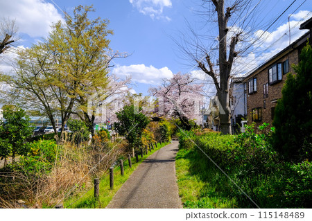 東京立川市春天根川綠道風景 東京立川市春天根川綠道風景 115148489