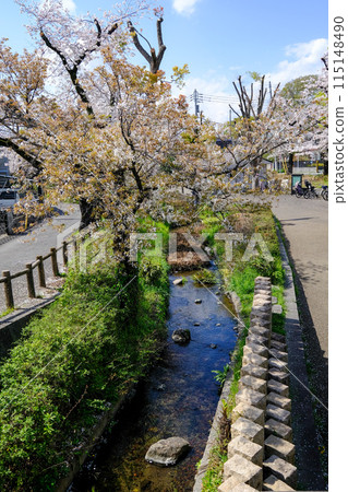 東京立川市春天根川綠道風景 東京立川市春天根川綠道風景 115148490