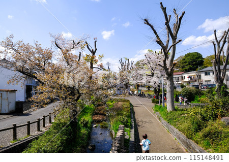 東京立川市春天根川綠道風景 115148491
