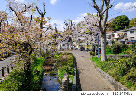 東京立川市春天根川綠道風景 東京立川市春天根川綠道風景 115148492