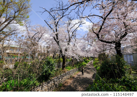 Spring scenery of Negawa Greenway in Tachikawa, Tokyo Spring scenery of Negawa Greenway in Tachikawa, Tokyo 115148497