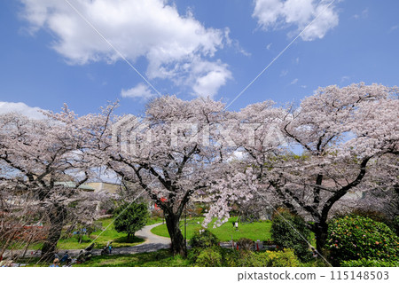 東京立川市春天根川綠道風景 115148503