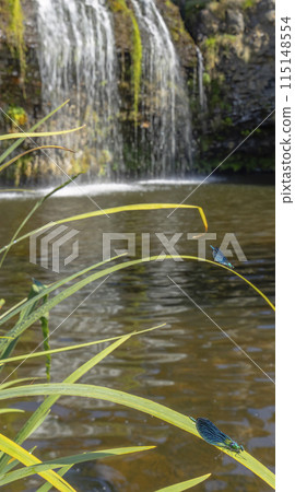 Waterfall Cascade des Veyrines near Allanche in French highlands, Auvergne, Cantal, France 115148554