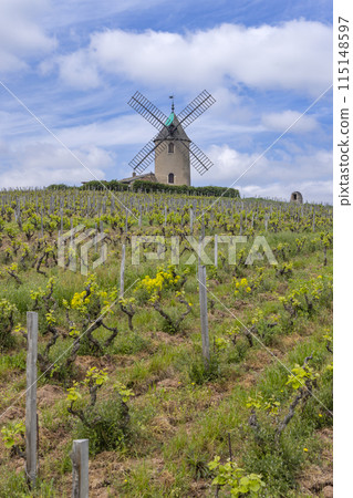 Windmill (Moulin a vent de Romaneche-Thorins), Chenas, Beaujolais, Saone-et-Loire, Bourgogne-Franche-Comte, France 115148597