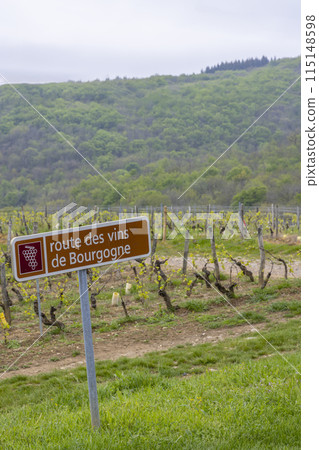 Wine road near Saint-Veran and Macon, Burgundy, France 115148598