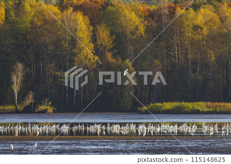 White heron, (Ardea alba, Egretta alba), autumn landscape in Trebonsko region, Southern Bohemia, Czech Republic 115148625