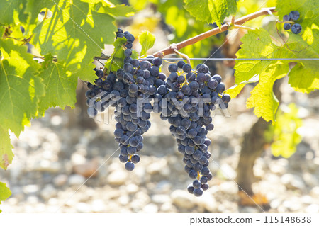 Vineyards with Cabernet Sauvignon near Chateau Dauzac, Margaux, Medoc, Bordeaux, Aquitaine, France Vineyards with Cabernet Sauvignon near Chateau Dauzac, Margaux, Medoc, Bordeaux, Aquitaine, France 115148638