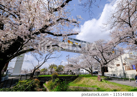 立川市，東京，春天，根川綠道風景與多摩單軌電車 115148661