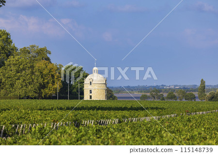 Typical vineyards near Chateau Latour, Bordeaux, Aquitaine, France 115148739