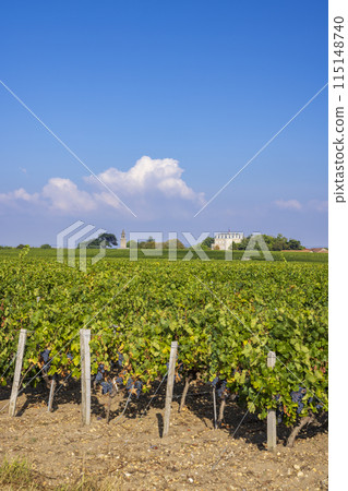 Typical vineyards near Chateau la Tour de By, Bordeaux, Aquitaine, France Typical vineyards near Chateau la Tour de By, Bordeaux, Aquitaine, France 115148740