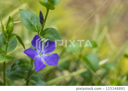 <Flowers> Periwinkle 115148891