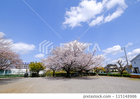 綠川東公園, 國立市, 東京, 春天 115148986