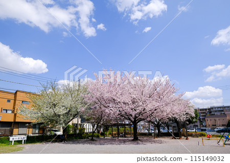 Tokyo, Kunitachi, Spring, Midorikawa Nishi Park 115149032