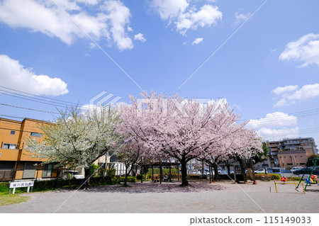 Tokyo, Kunitachi, Spring, Midorikawa Nishi Park 115149033
