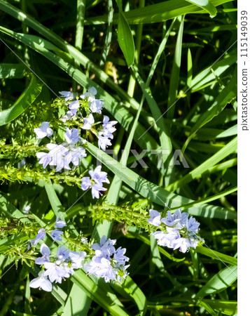 Veronica germandera, Veronica prostrata, growing in spring in a meadow, sunny day, natural environment 115149039