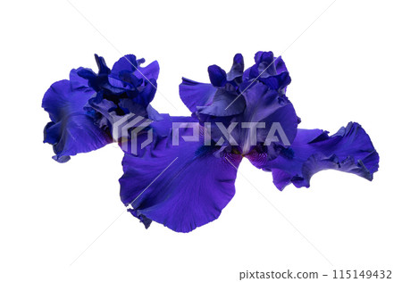 blue iris isolated blue iris isolated 115149432