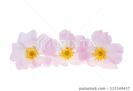 rosehip flower isolated rosehip flower isolated 115149437