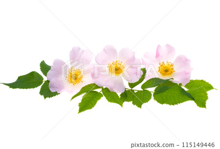 rosehip flower isolated rosehip flower isolated 115149446