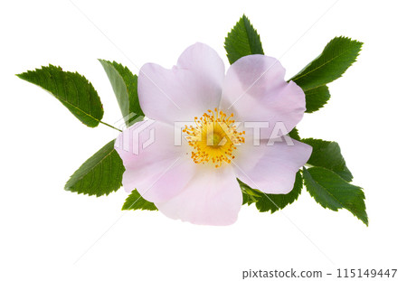 rosehip flower isolated rosehip flower isolated 115149447
