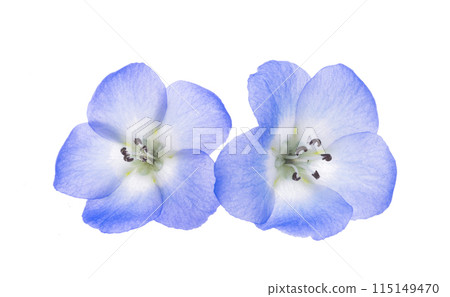 nemophila flower isolated nemophila flower isolated 115149470