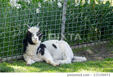 little sheep 115149471