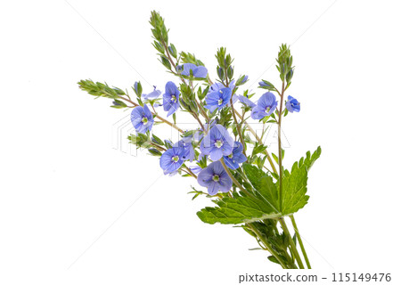 Veronica flowers isolated 115149476